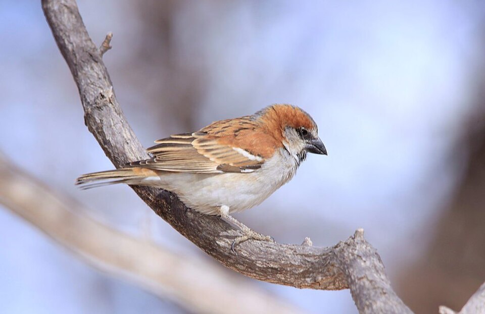 Fayl:Great Sparrow.jpg
