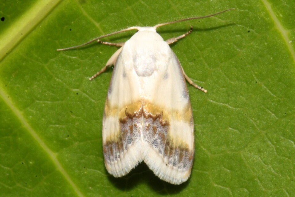 Fayl:Negeta luminosa.jpg