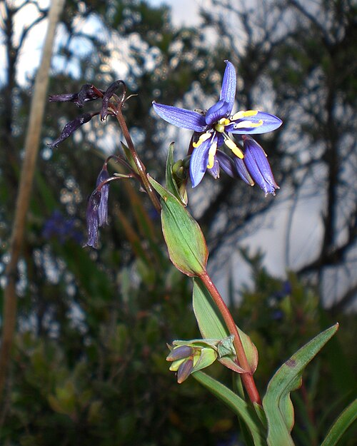 Fayl:Stypandra glauca.jpg