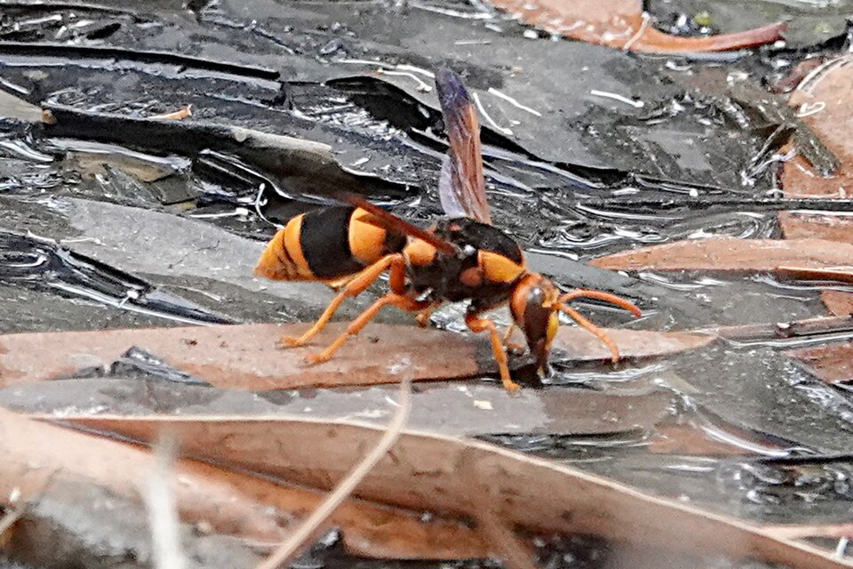 Fayl:Abispa laticincta.jpg