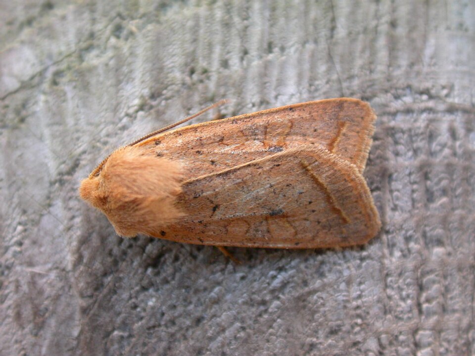 Fayl:Agrochola macilenta.jpg