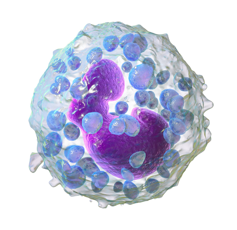 Fayl:Blausen 0077 Basophil (crop).png