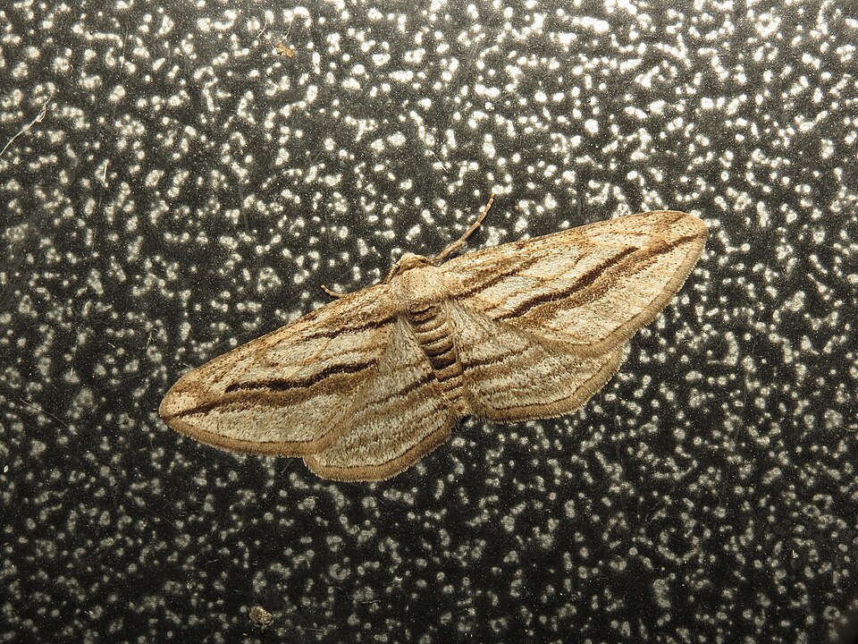 Fayl:Ecleora solieraria.jpg