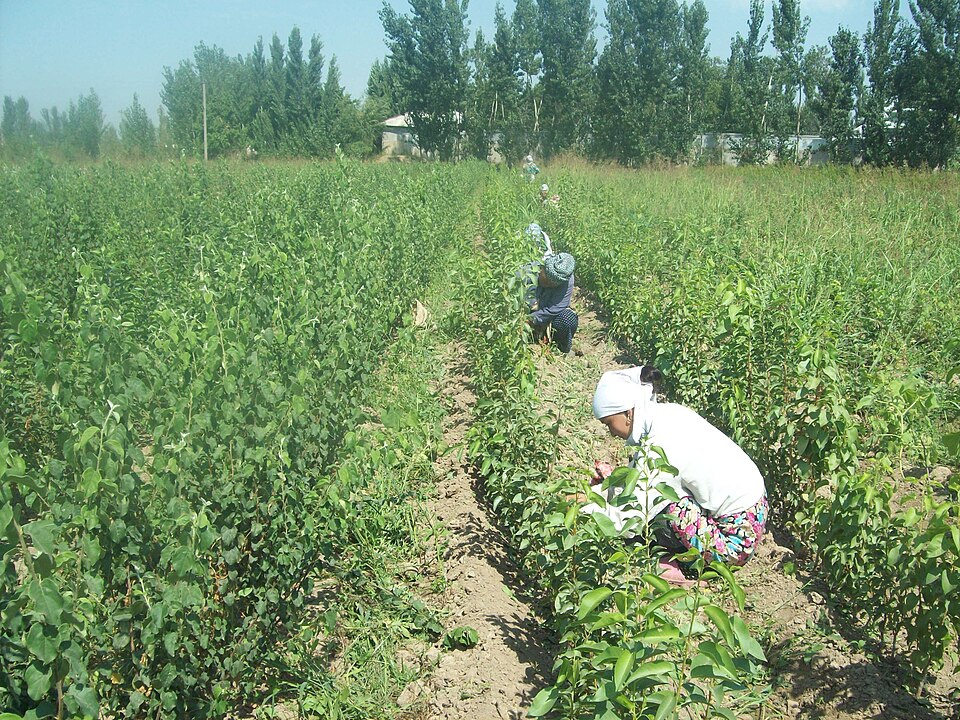 Fayl:Grafting process (Uzbekistan).JPG