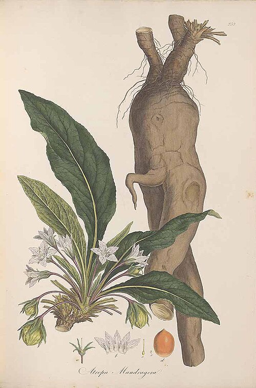 Fayl:Mandragora officinalis botanical illustration.jpg