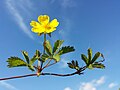 Sudralib yuruvchi cinquefoil (Potentilla reptans)