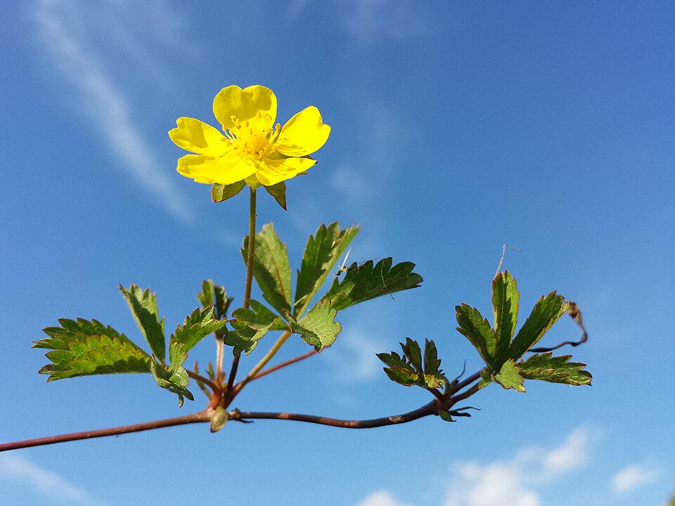 Fayl:Potentilla reptans sl8.jpg