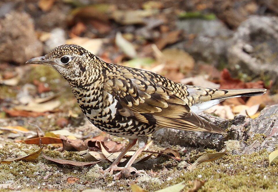 Fayl:Zoothera aurea.jpg