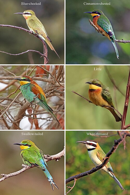 Fayl:African bee-eaters composite.jpg