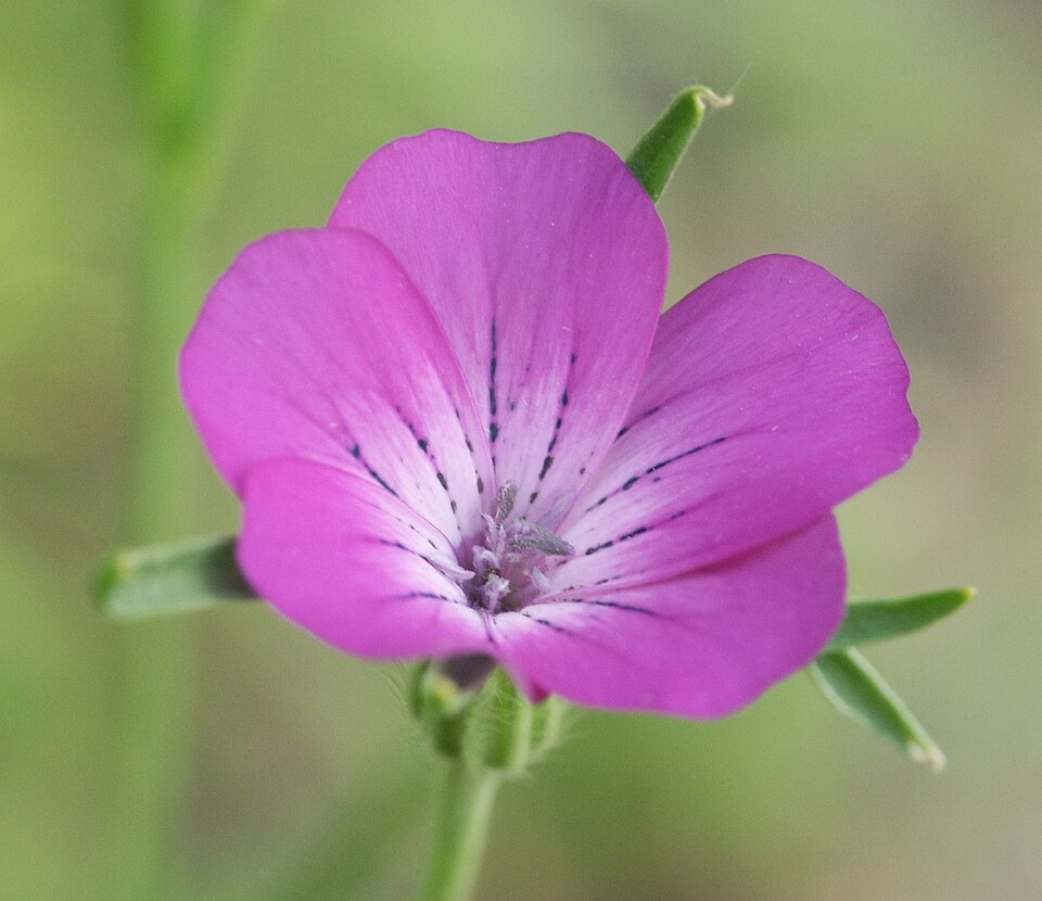 Fayl:Agrostemma githago 120605.jpg