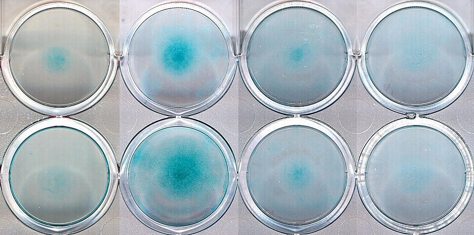 Fayl:Alcian stain micromass.jpg