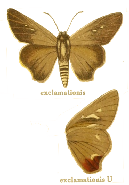 Fayl:BadamiaExclamationisSeitz.png