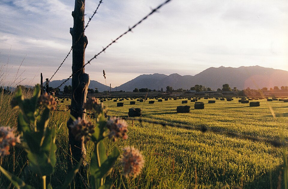 Fayl:Baled hay in Utah Valley.jpg