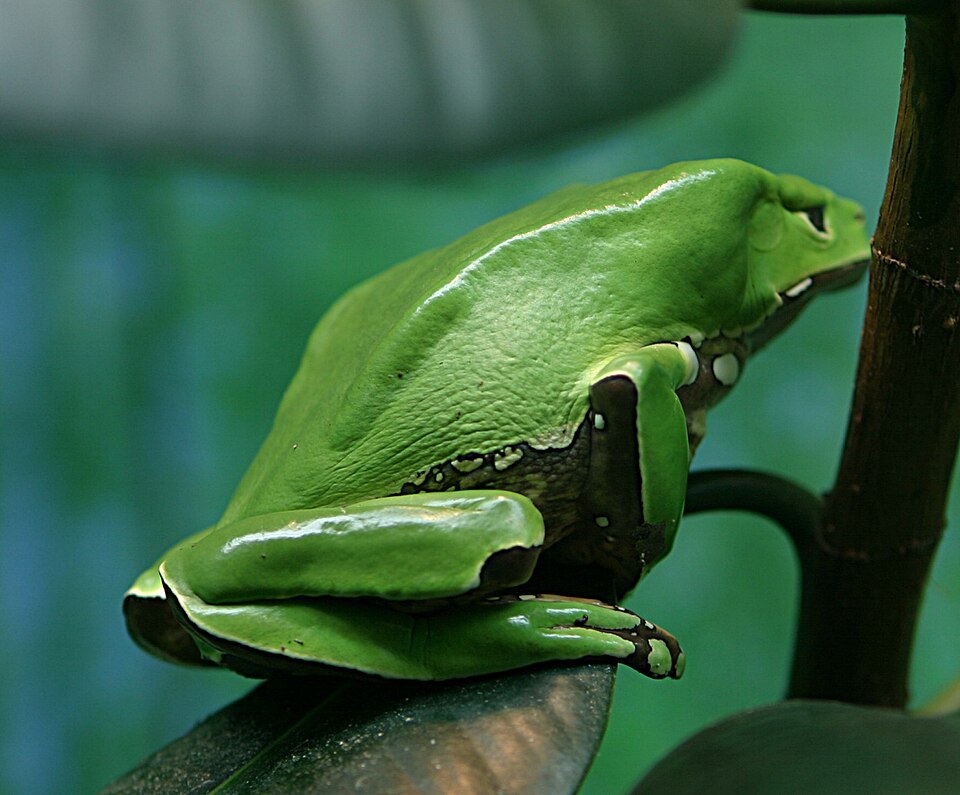 Fayl:Giant Waxy Monkey Frog.jpg