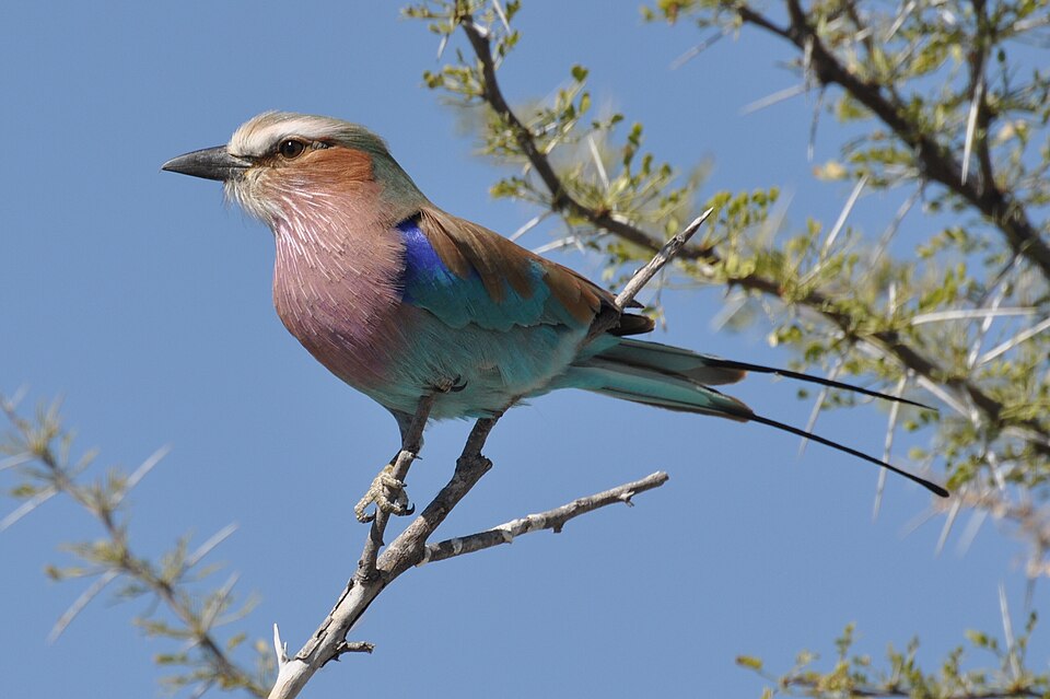 Fayl:Lilac breated Roller.JPG