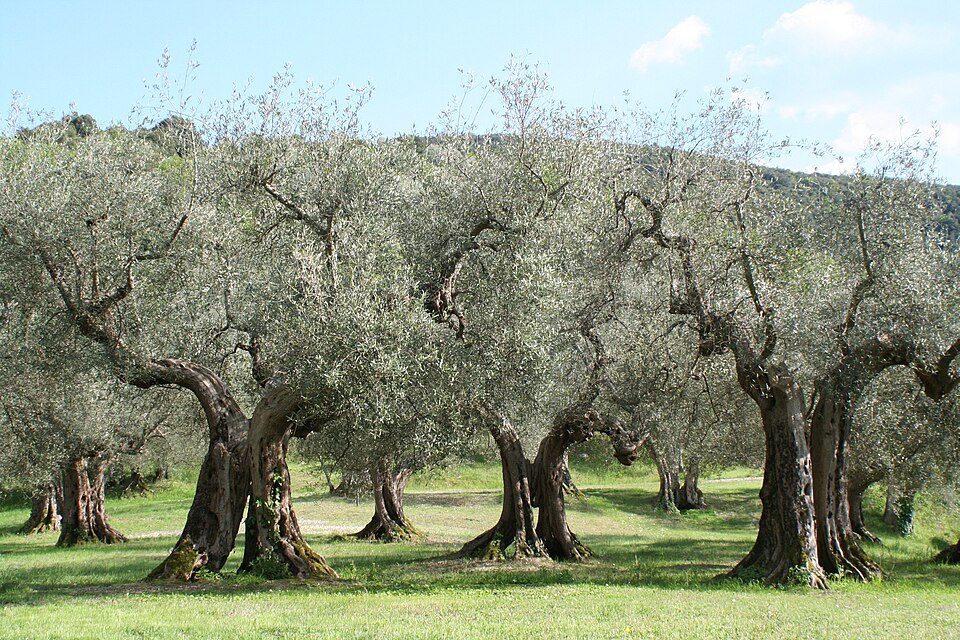 Fayl:Olivenbäume Umbrien.jpg
