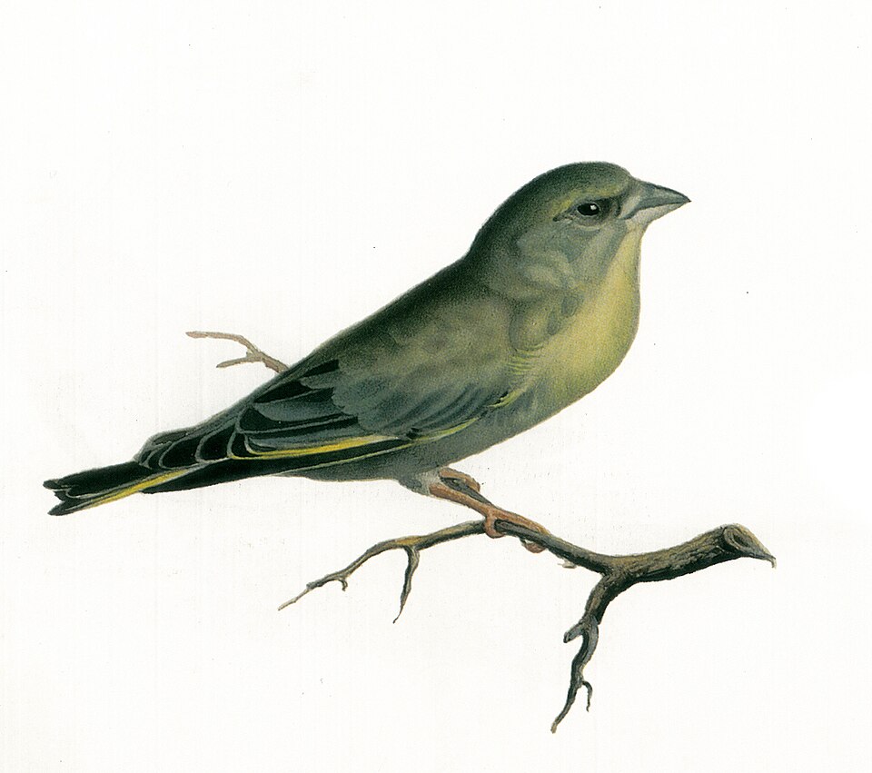 Fayl:Painting of a Bird (03).jpg
