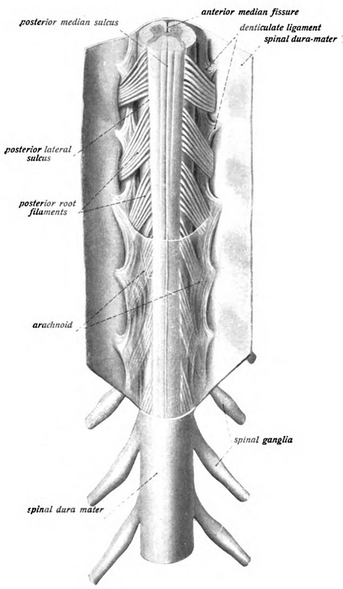 Fayl:Sobo 1909 611.png
