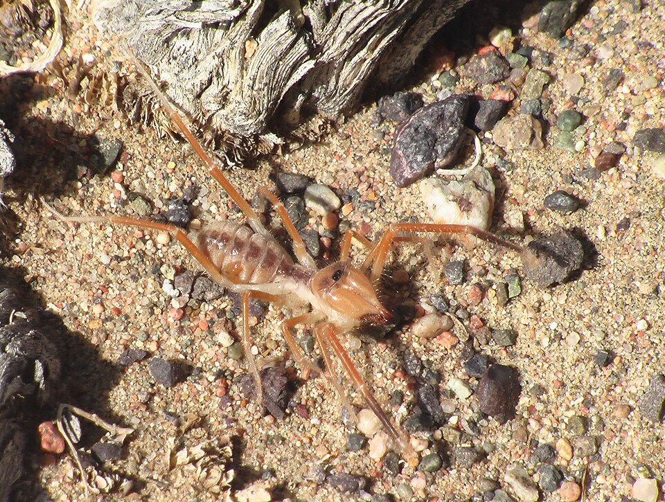 Fayl:Solifugae 2005 Mongolia Gobi Desert.JPG