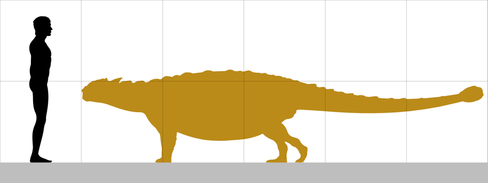 Fayl:Talarurus size.png